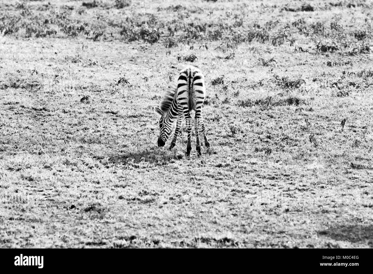 Zebra species of African equids (horse family) united by their