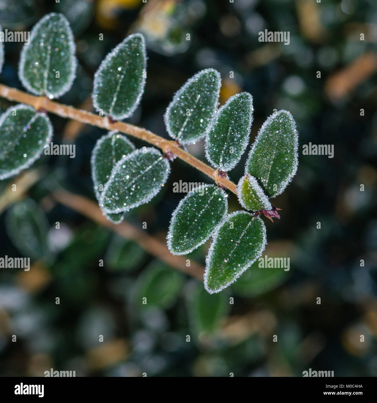 A macro shot of some leaves outlined in frost. Stock Photo