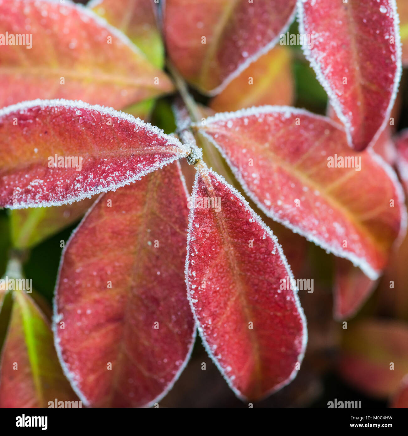 The frost edged leaves of a lonicera periclymenum serotina bush. Stock Photo