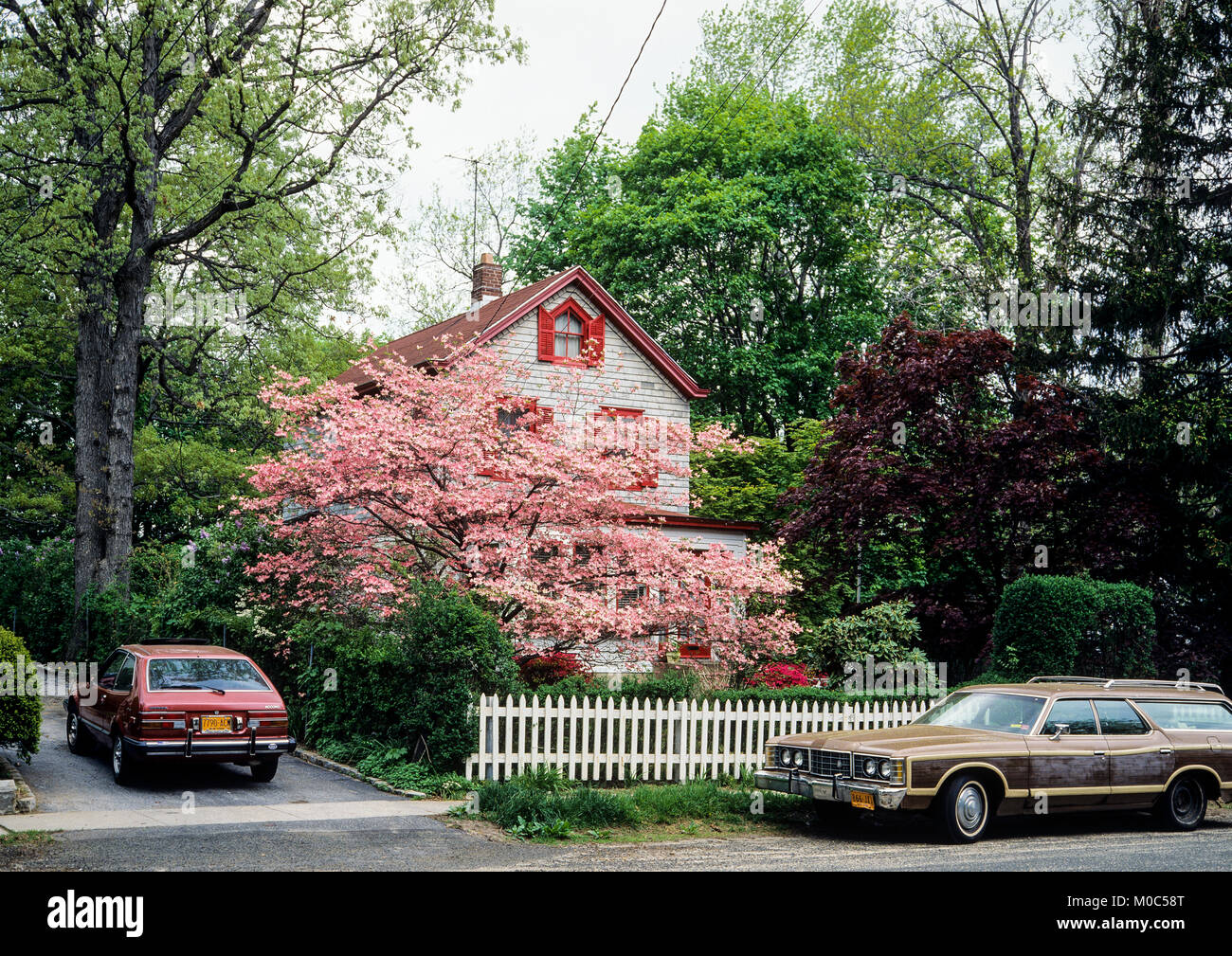 May 1982, white wooden detached house, blooming pink dogwood tree, parked cars, spring, Long Island, New york, NY, USA, Stock Photo