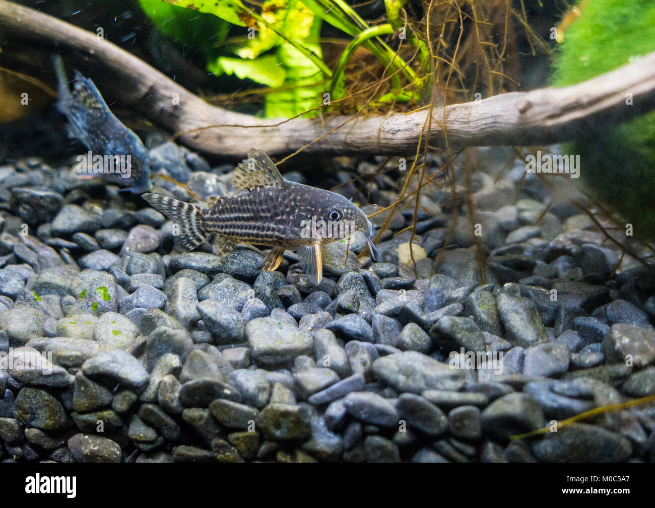 A macro shot of a sterbai corydoras catfish. Stock Photo