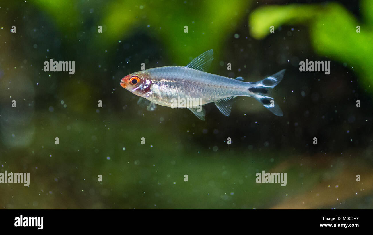 A macro shot of a rummy-nose tetra tropical fish. Stock Photo