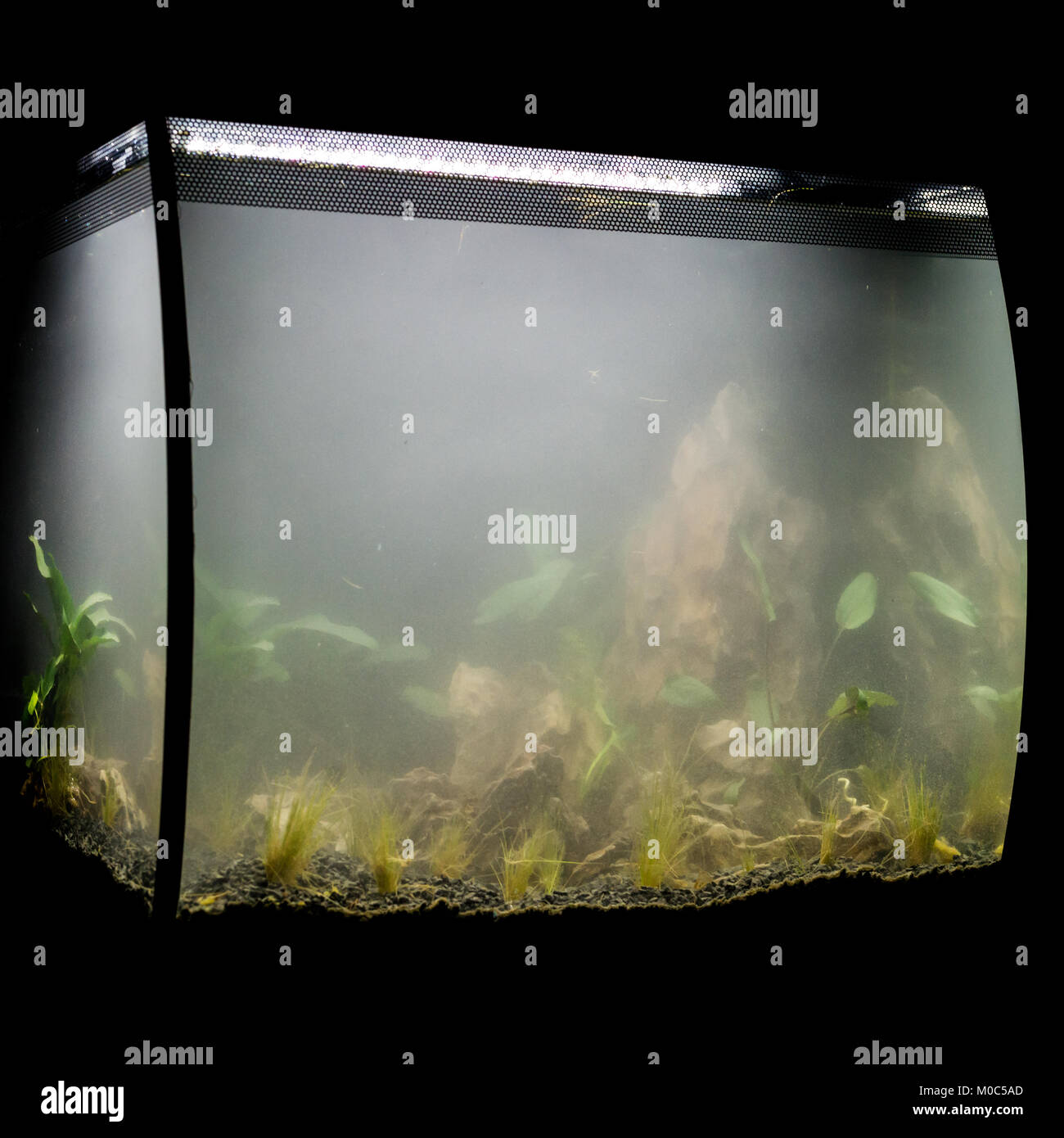 A shot of a Fluval Flex 57 aquascape showing the foggy water just after planting. Stock Photo