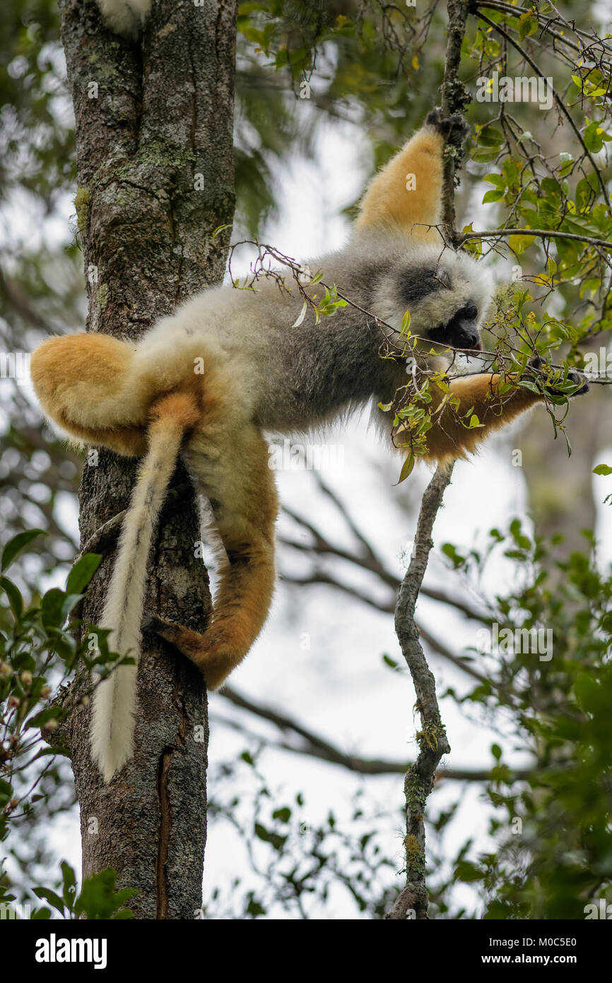 Diademed Sifaka - Propithecus diadema, east coast rain forest, Madagascar. Endangered lemur from Madagascar rain forest. Cute primate Stock Photo