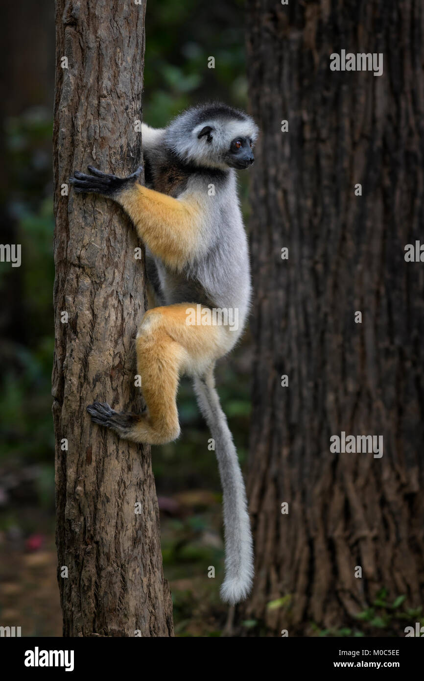Diademed Sifaka - Propithecus diadema, east coast rain forest, Madagascar. Endangered lemur from Madagascar rain forest. Cute primate Stock Photo
