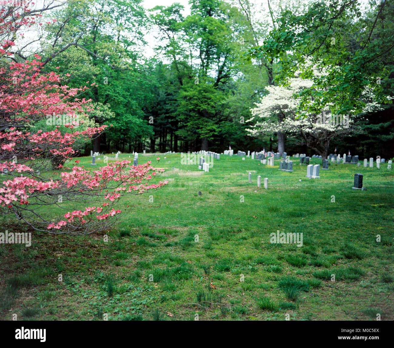 May 1982, cemetery, blooming dogwood trees, springtime, Long Island