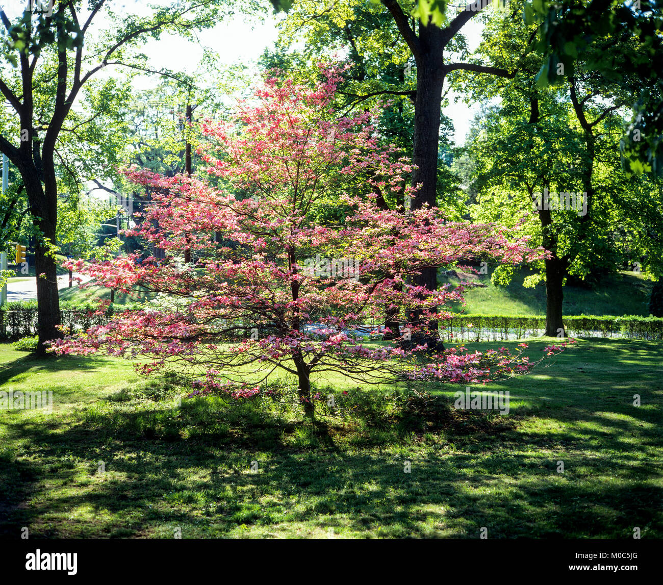 May 1982, pink blooming dogwood tree, park, springtime, Long Island