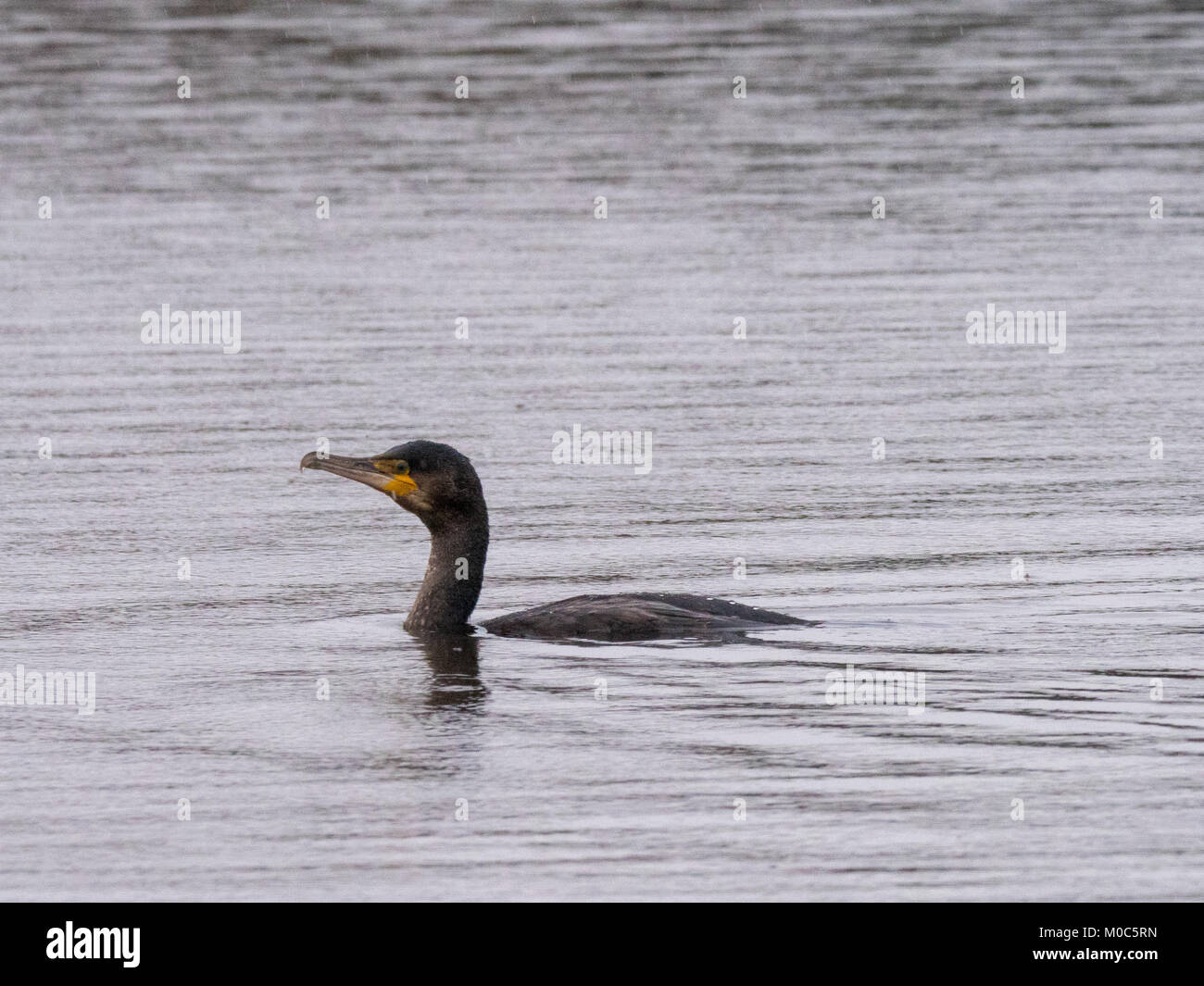 A Cormorant (Phalacrocorax carbo) swimming in the rain on Crime Lake at Daisy Nook in Oldham, Greater Manchester Stock Photo