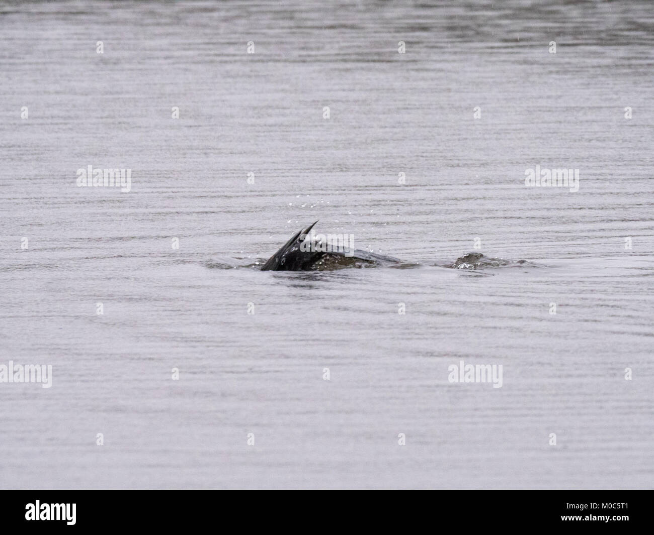 A Cormorant (Phalacrocorax carbo) diving in the rain on Crime Lake at Daisy Nook in Oldham, Greater Manchester Stock Photo