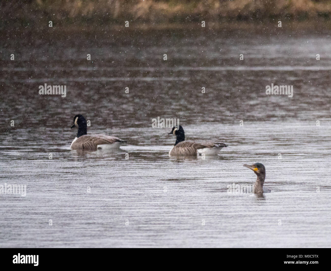 A Cormorant (Phalacrocorax carbo) swimming in the rain on Crime Lake at Daisy Nook in Oldham, Greater Manchester, with two Canada Geese (VBranta canad Stock Photo
