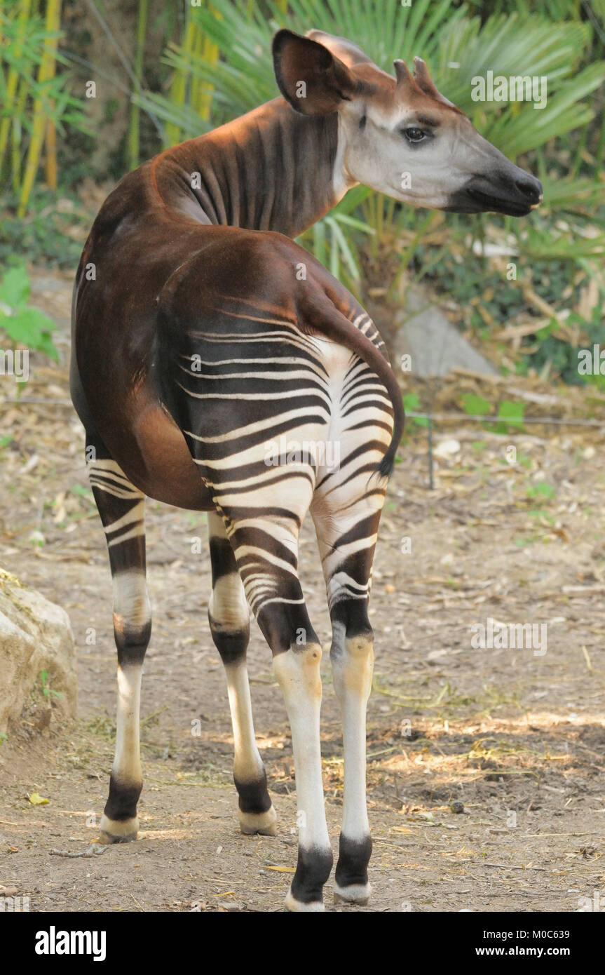 Okapi Okapia johnstoni Endangered species Captive Stock Photo Alamy