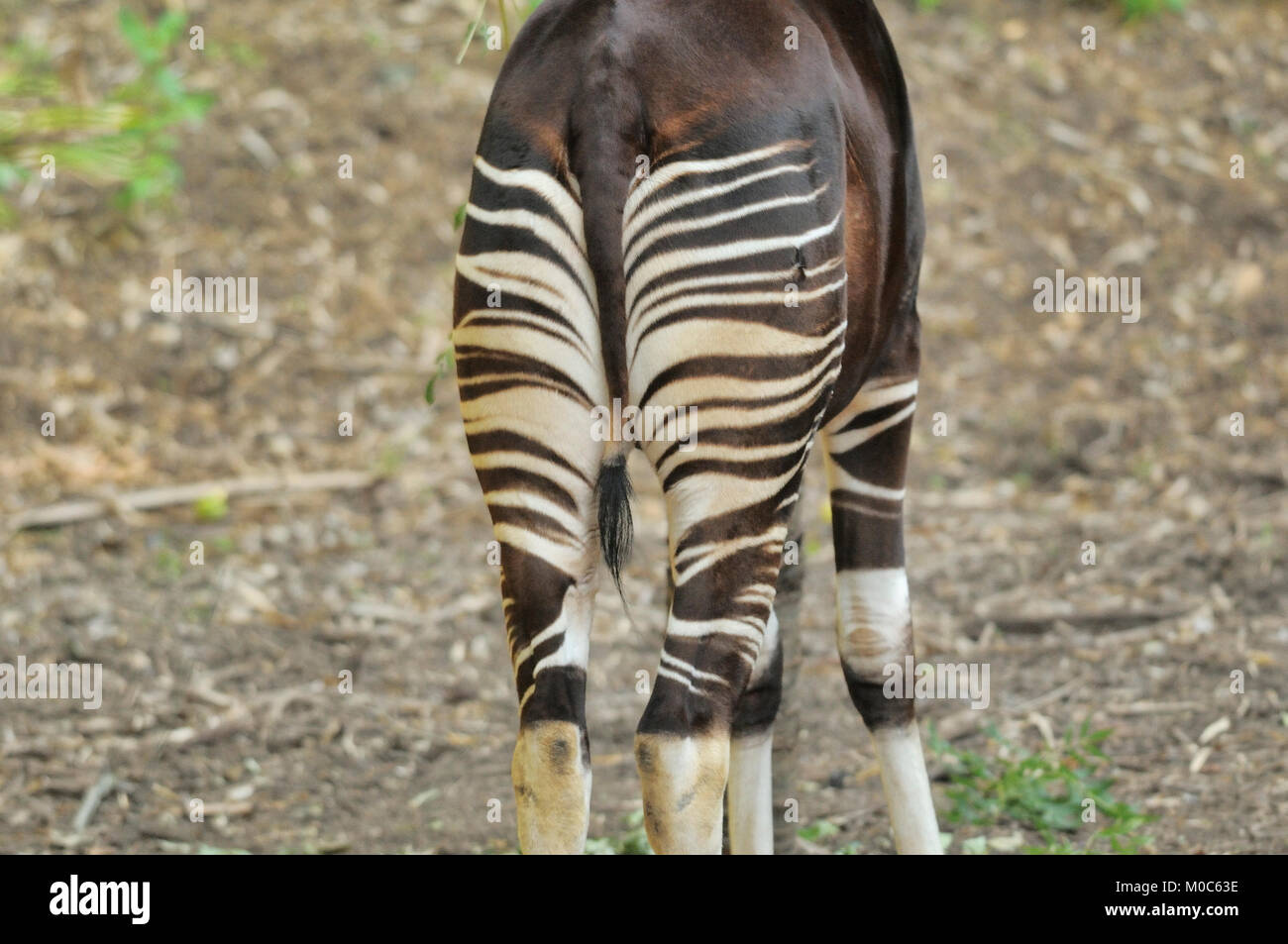 Okapi Okapia johnstoni Endangered species Captive Stock Photo - Alamy