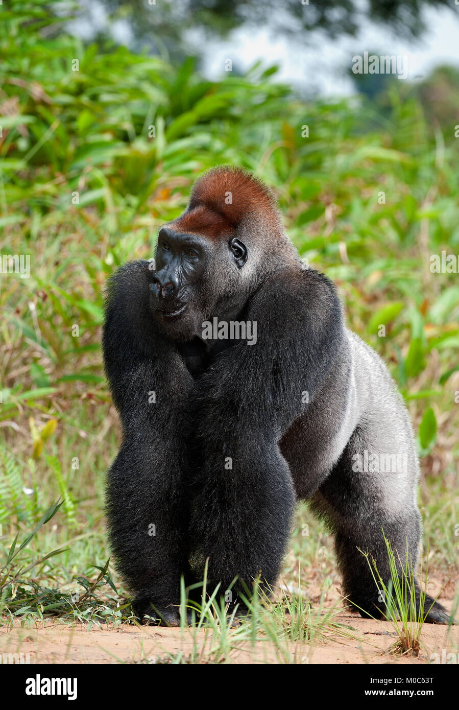 Gorilla at a short distance, but something has distracted her attention also she attentively looks upwards. Portrait of a western lowland gorilla (Gor Stock Photo