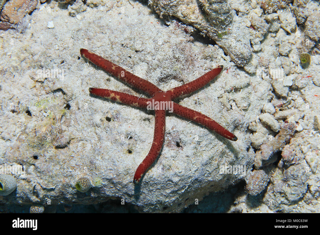 Spotted linckia sea star (Linckia multifora) underwater in the tropical coral reef of the indian ocean Stock Photo