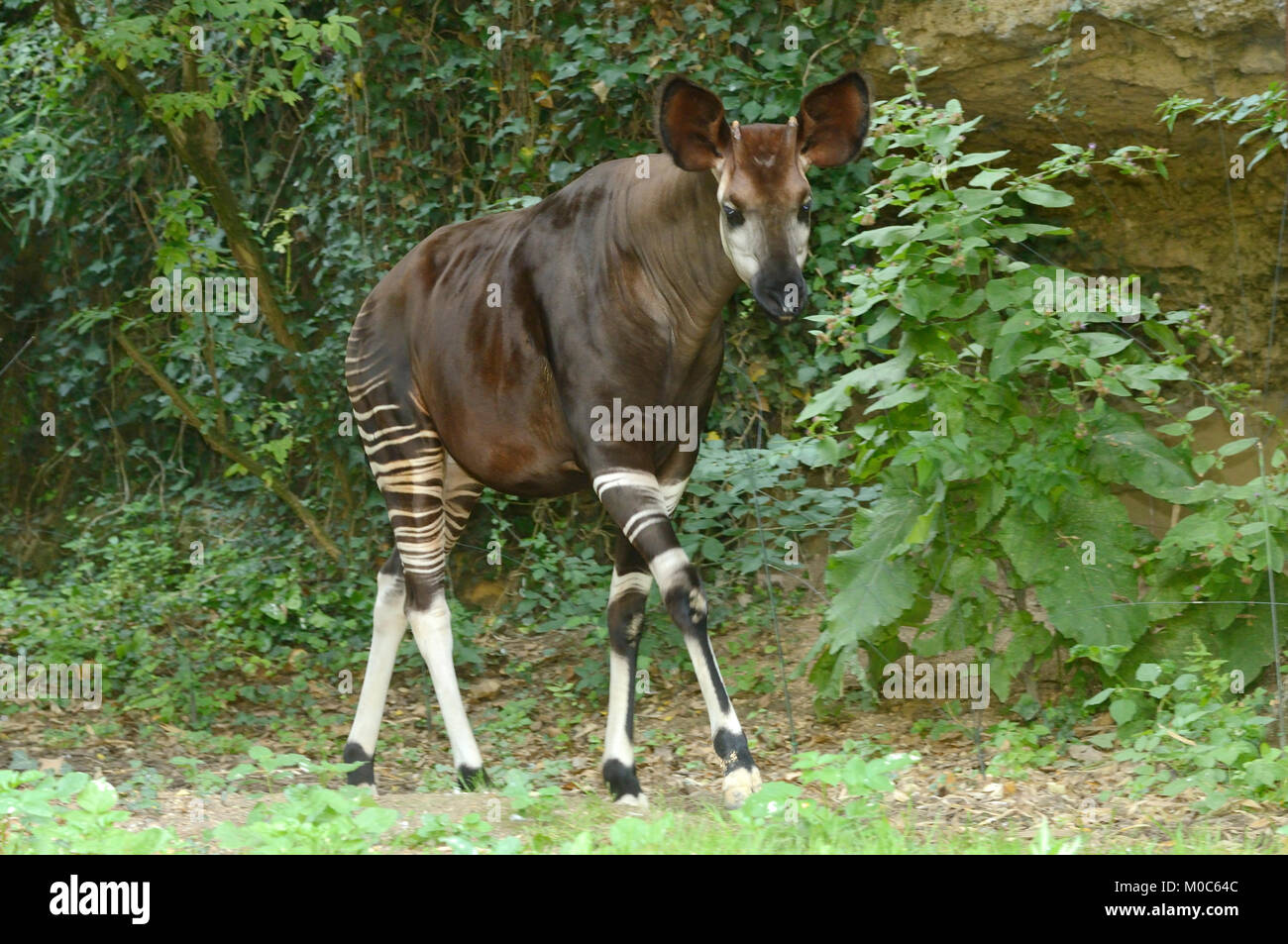 Okapi Okapia johnstoni Endangered species Captive Stock Photo - Alamy Okapi Okapia johnstoni Endangered species Captive Stock Photo - Alamy