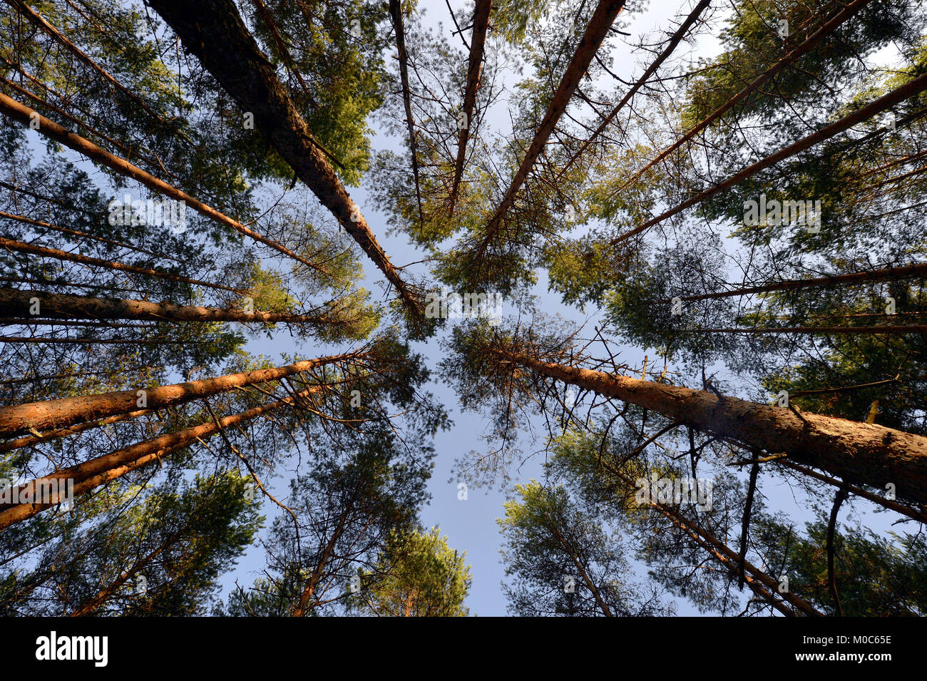 Opening of blue sky between pine trees branches in forest Stock Photo