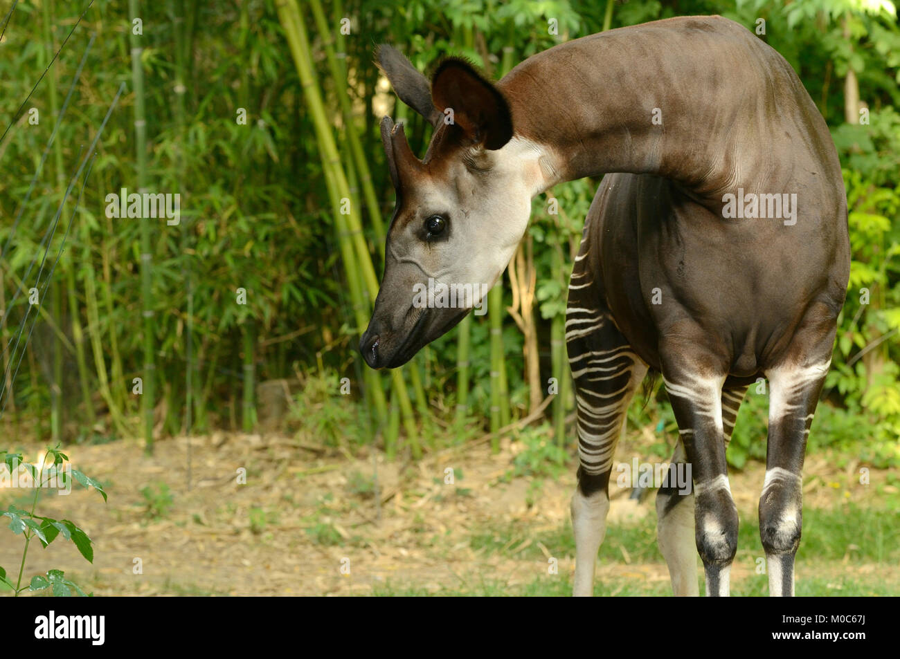 Okapi Okapia johnstoni Endangered species Captive Stock Photo