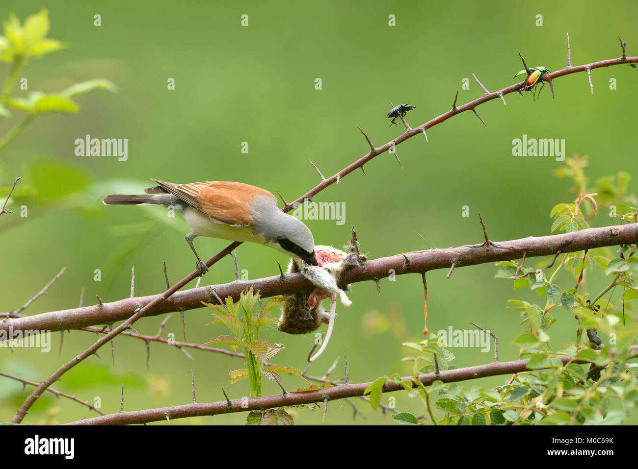 The larder hires stock photography and images Alamy