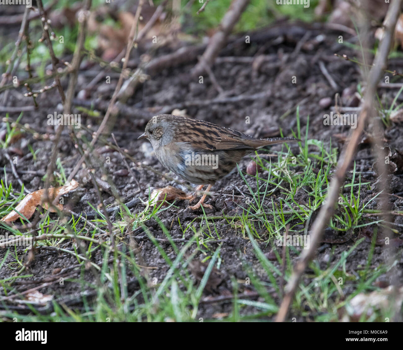 Hedge Sparrow Prunella Modularis Feeding Hi res Stock Photography And hedge-sparrow-prunella-modularis-feeding-hi-res-stock-photography-and