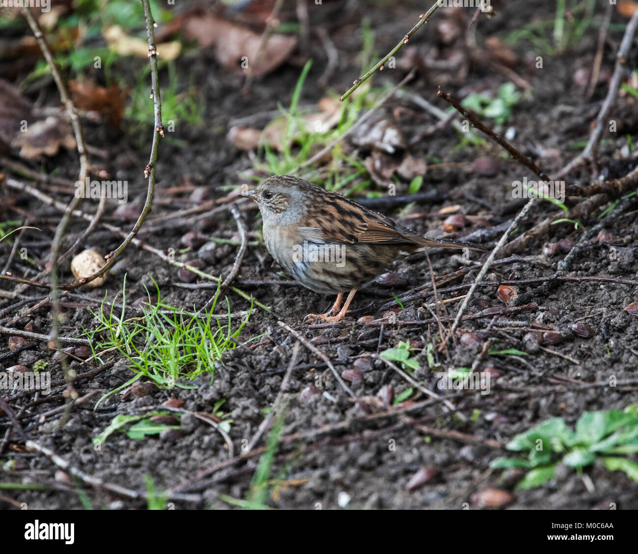 Dunnock Feeding On Ground Stock Photo Alamy dunnock-feeding-on-ground-stock-photo-alamy