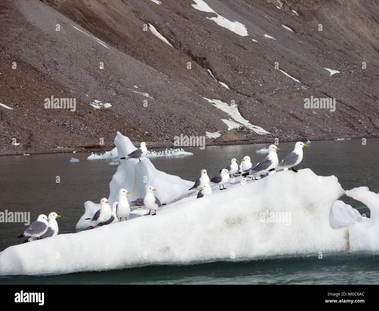 Black legged Kittiwakes at the 14th July Glacier in northern Spitsbergen, Norway Stock Photo