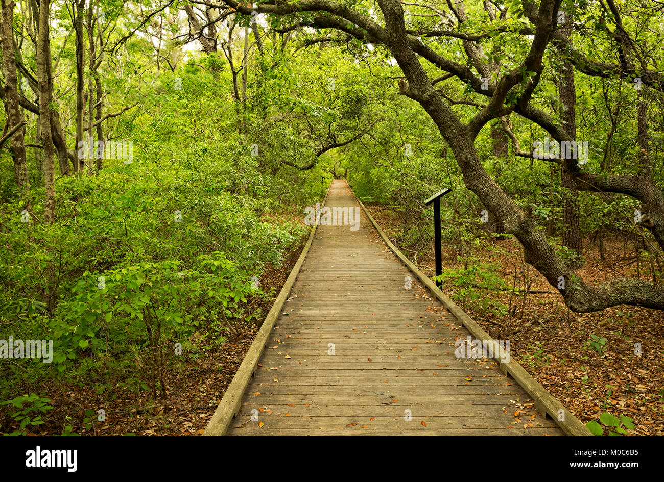 NC01375-00...NORTH CAROLINA - Boardwalk trail through an oak and loblolly pine forest at the Currituck Banks Reserve on the Outer Banks at Corrola. Stock Photo