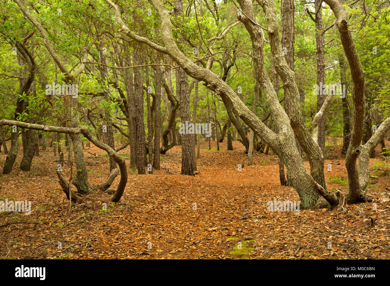 NC01377-00...NORTH CAROLINA - Live oak trees along the trail through an oak and loblolly pine forest at the Currituck Banks Reserve on the Outer Banks Stock Photo