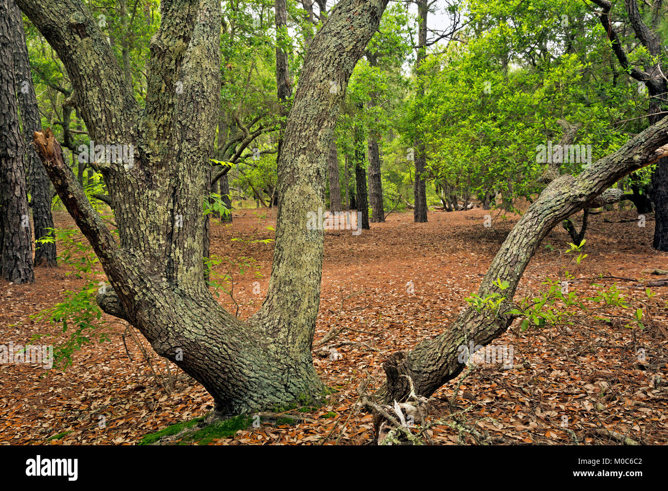 NC01378-00...NORTH CAROLINA - Live oak trees along the trail through an oak and loblolly pine forest at the Currituck Banks Reserve on the Outer Banks Stock Photo