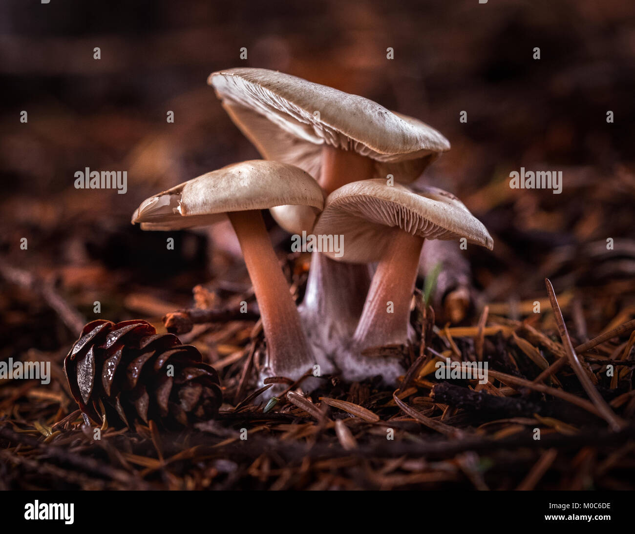 Beautiful Fairytale Woodland Mushrooms Stock Photo