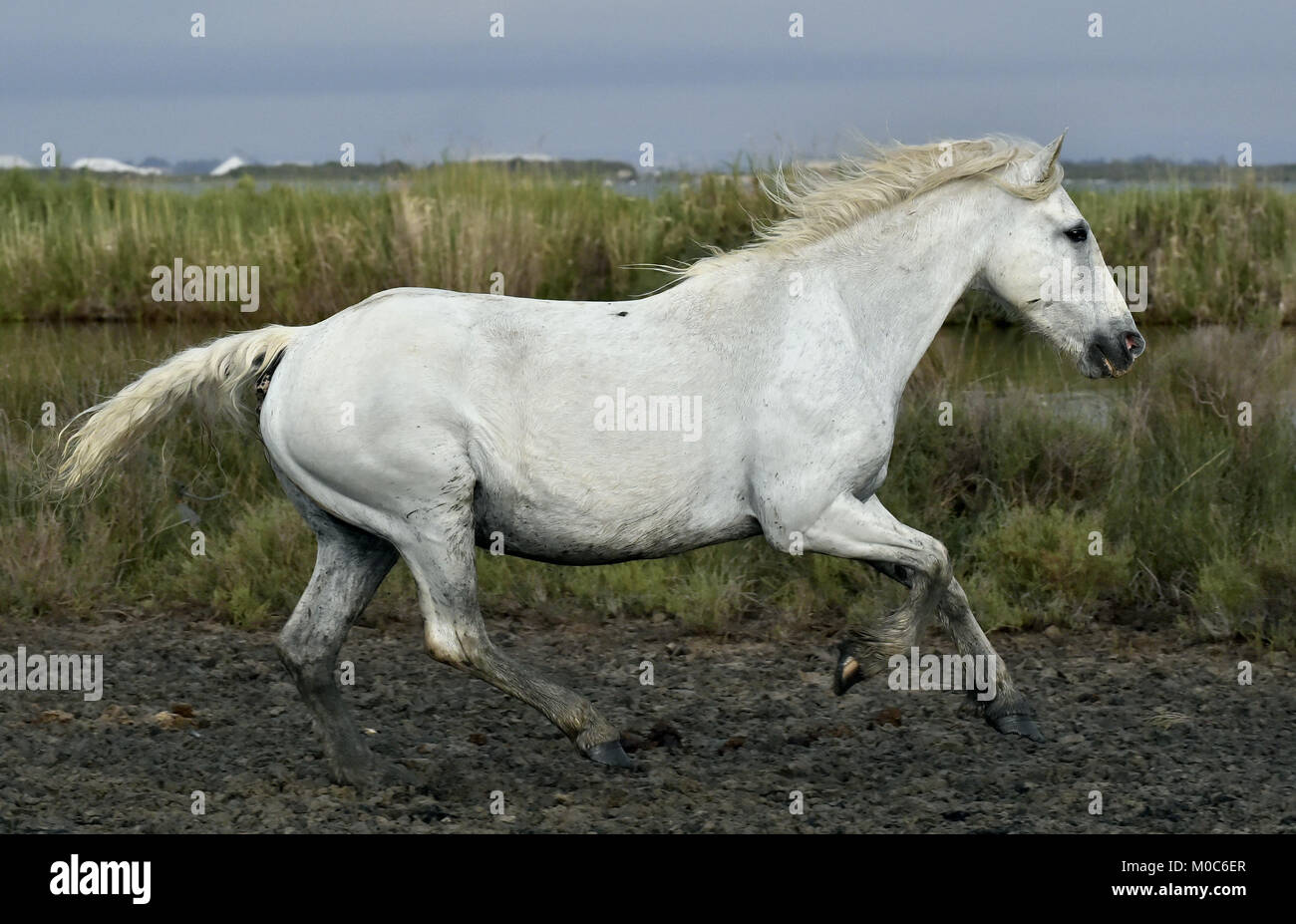 Portrait of the Running White Camargue Horse in Parc Regional de Camargue Stock Photo