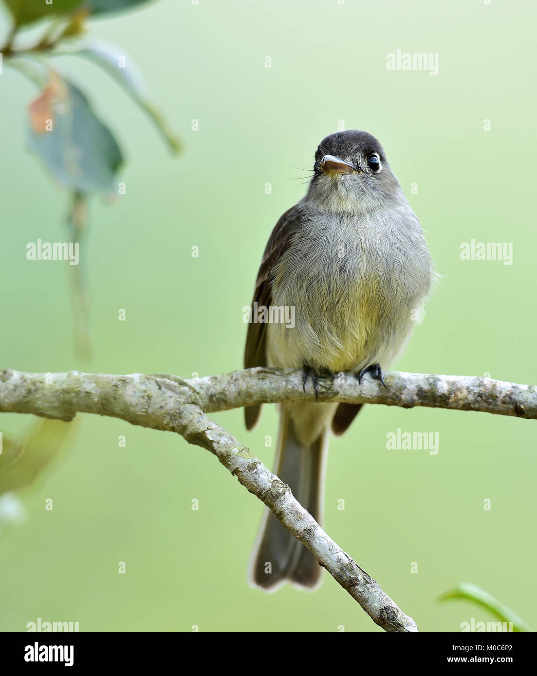 Crescent-eyed pewee or Cuban pewee (Contopus caribaeus) on the branch. Green natural background. Cuba Stock Photo