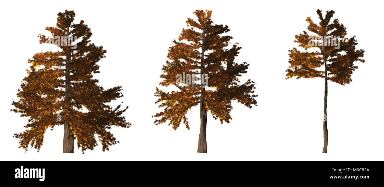 set of 3 brown/ orange painted pine tree Stock Vector