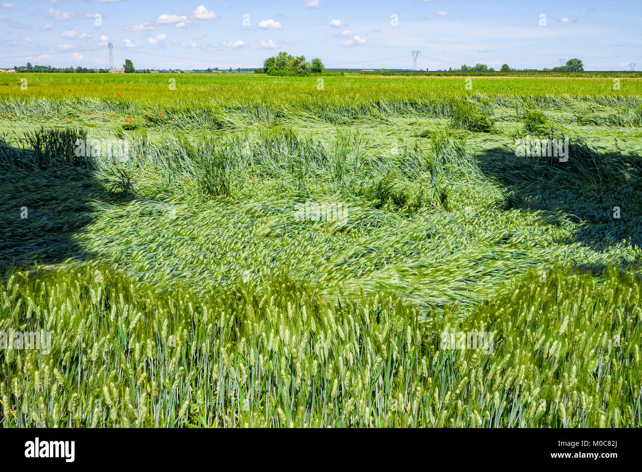 Italian countryside with cereal plantation. Emilia Romagna Stock Photo