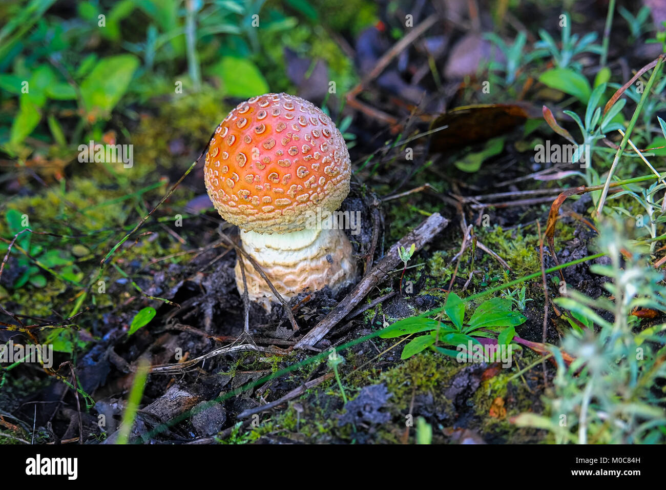 A red Amanita mushroom growing on the forest floor Stock Photo
