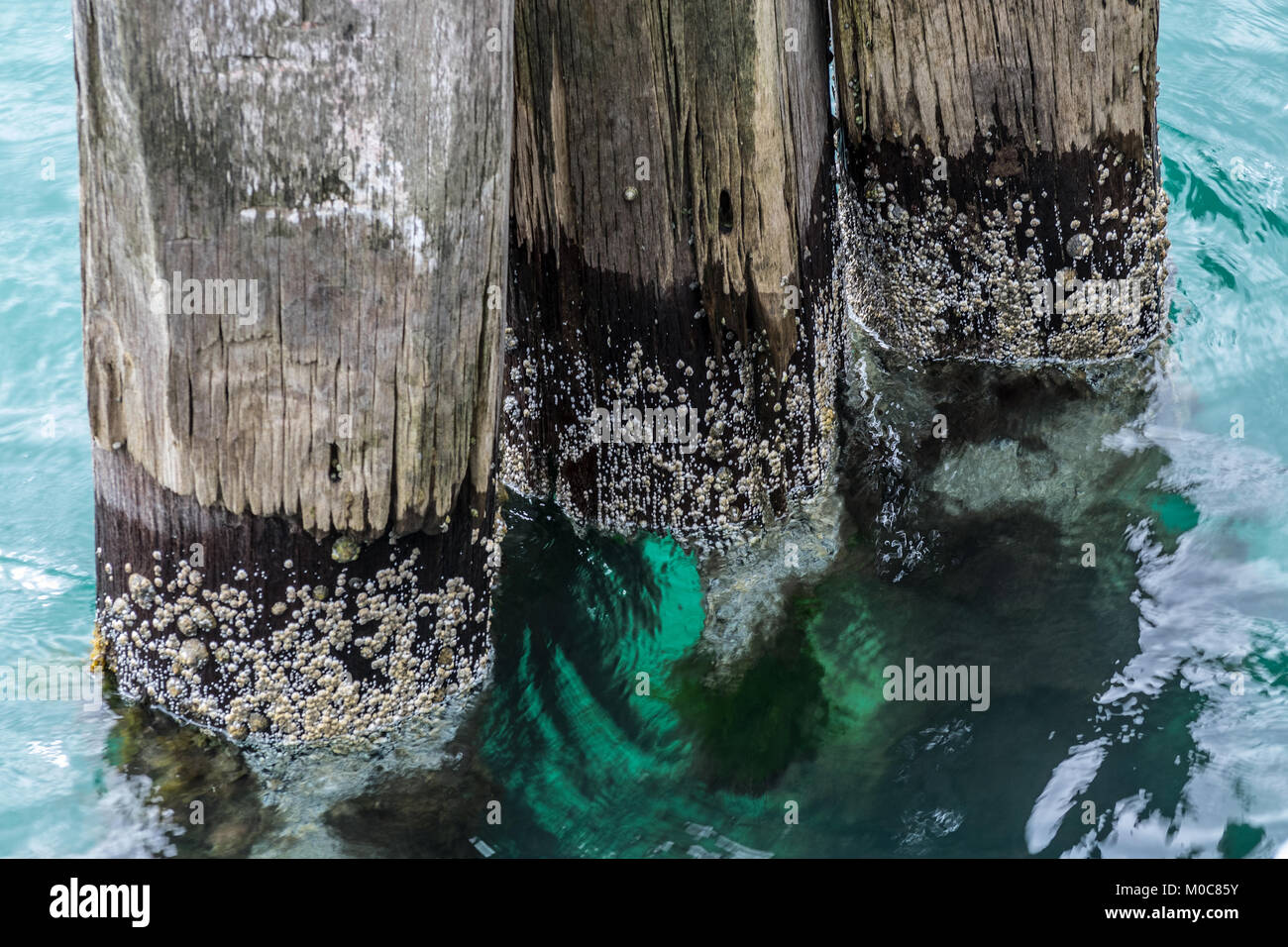 This image was taken from Swanage Pier, Dorset looking down onto three dis-used wooden support piles. Stock Photo