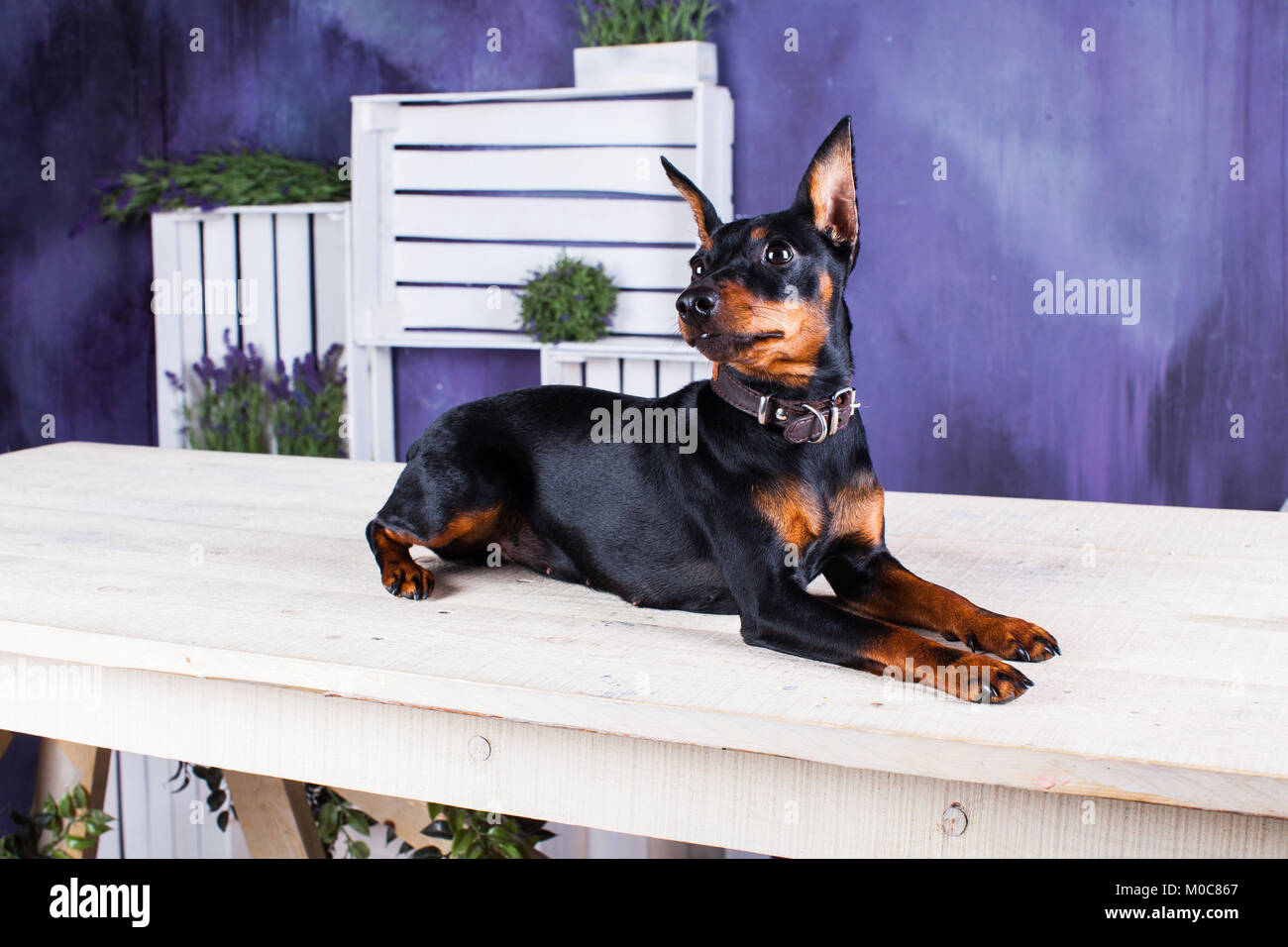 Doberman next cheap to human
