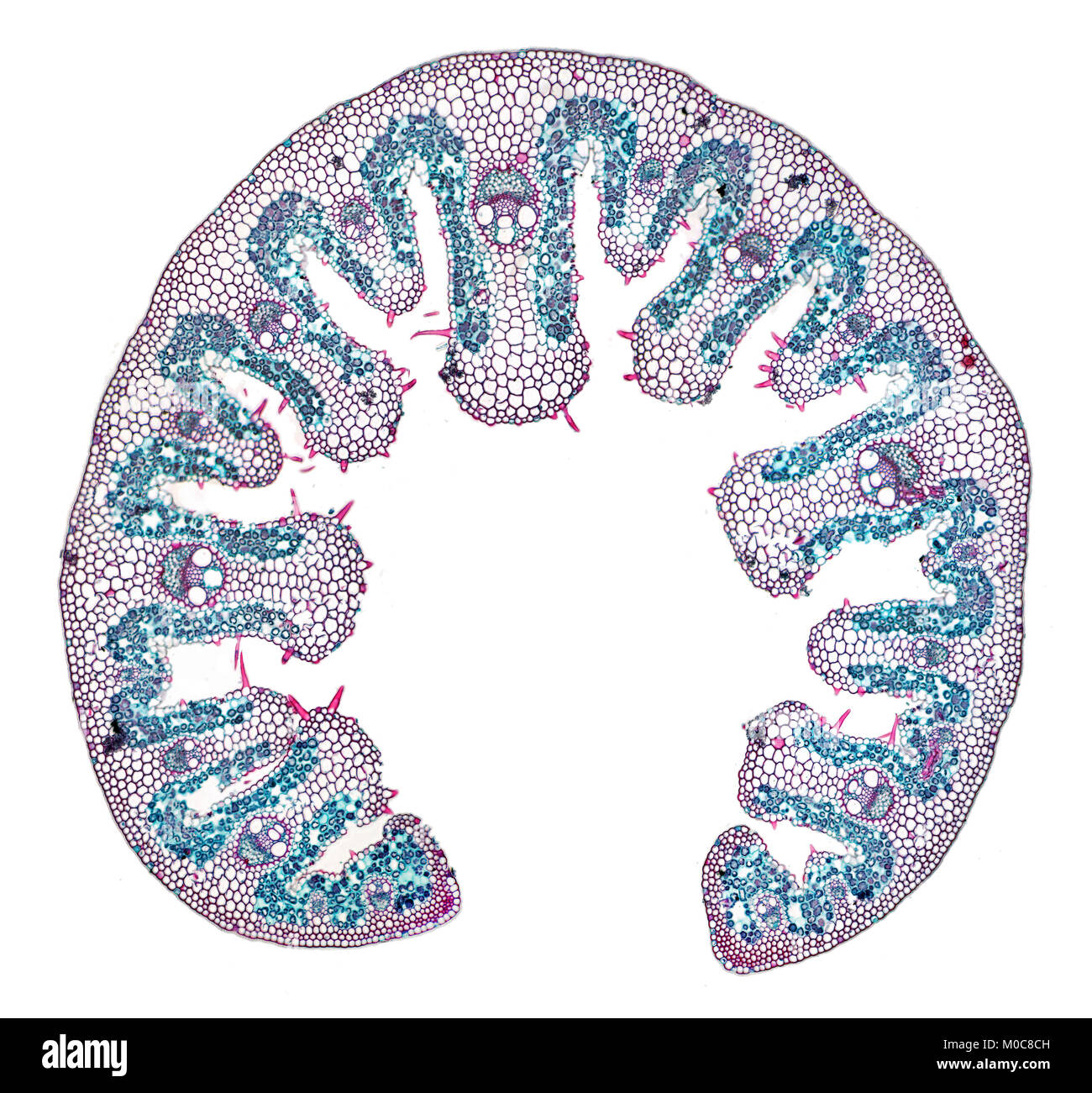 Marram grass TS brightfield photomicrograph showing internal structure Stock Photo