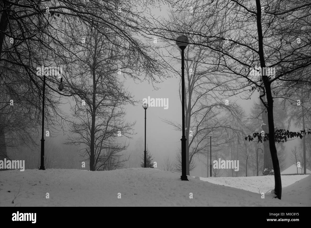 Park in winter time. Path in the snowy park. Trees covered with snow in