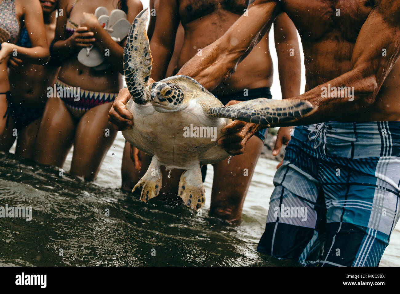 Sea turtle caught by tourists in Camboinhas beach, Niteroi, Brazil Stock Photo