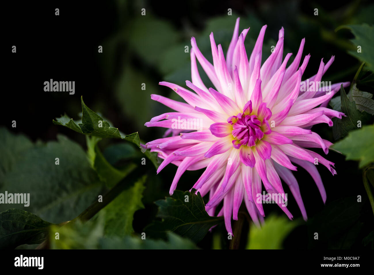 Cactus dahlias named ’Violetta’. Double blooms, ray florets pointed, with majority revolute (rolled) over more than fifty percent of their longitudina Stock Photo