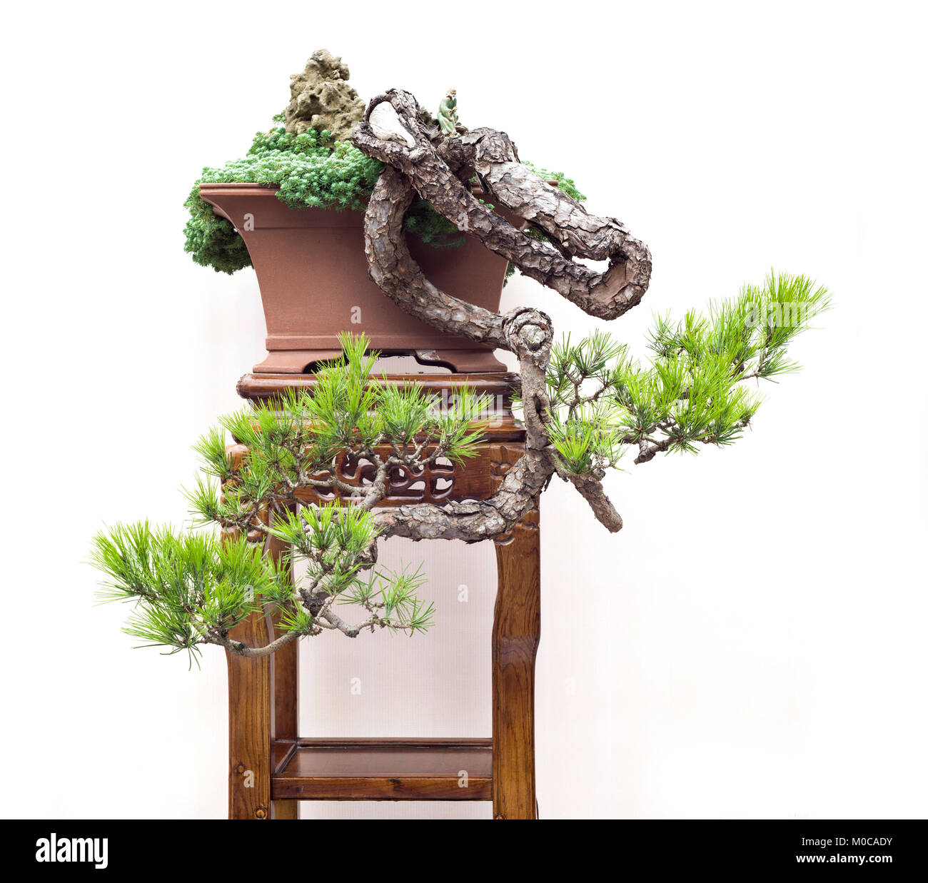 Chinese green bonsai tree Isolated on white background Stock Photo - Alamy