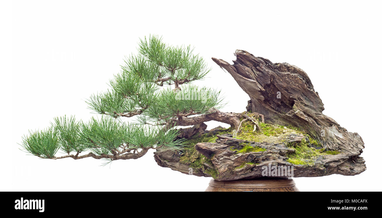 Bonsai china hi-res stock photography and images - Page 2 - Alamy