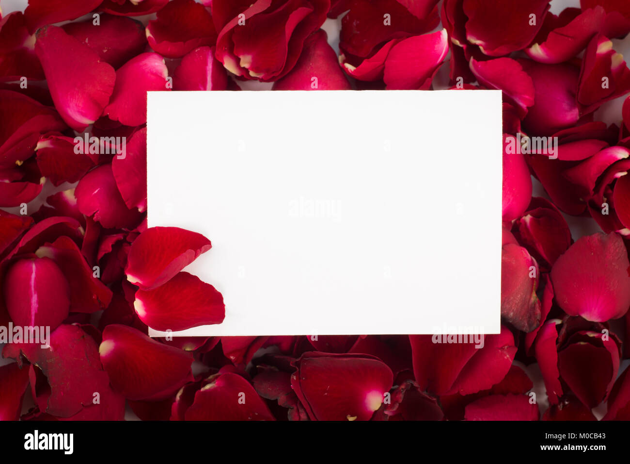 Greeting card red rose petals. with Blank Message Sign for Your Text or