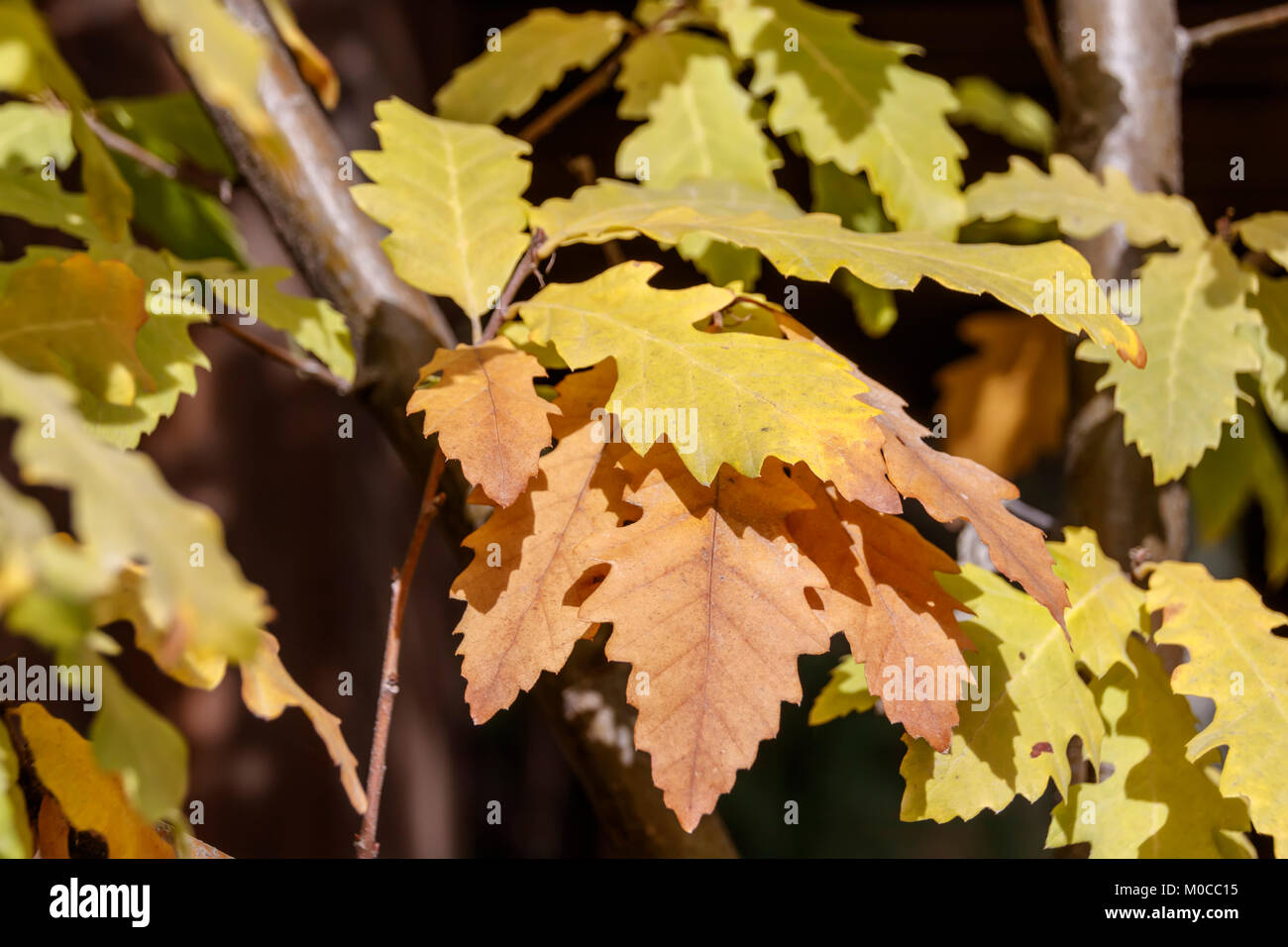 Branch of an oak tree with a yellow and brown autumn foliage Stock ...
