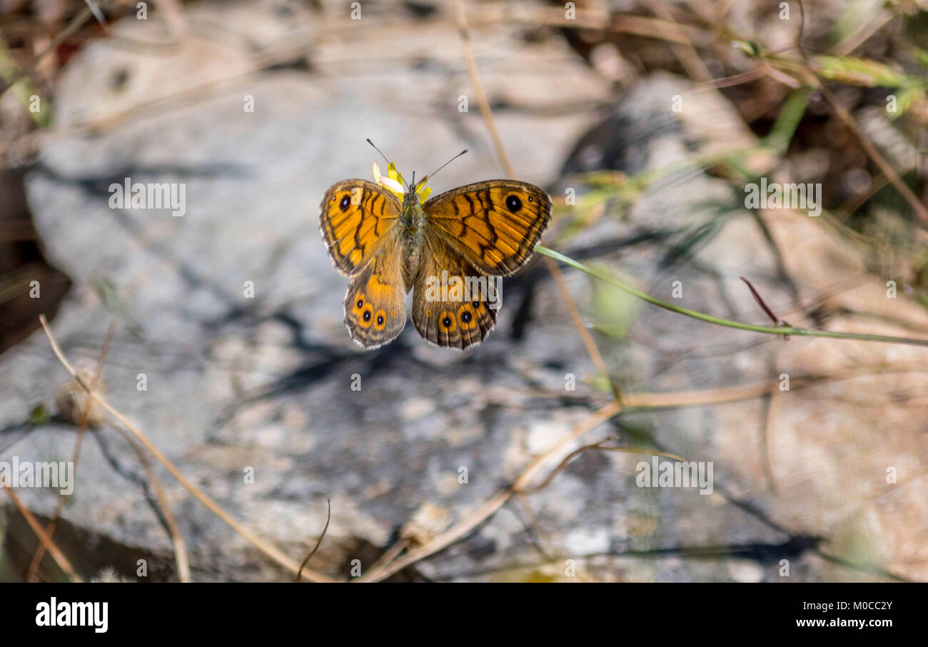 Small Copper butterfly seen on Ithaca Stock Photo Alamy