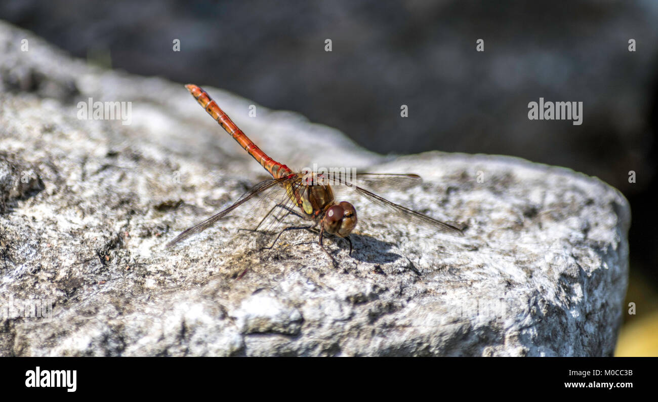 A dragonfly waits by a garden pond Stock Photo - Alamy