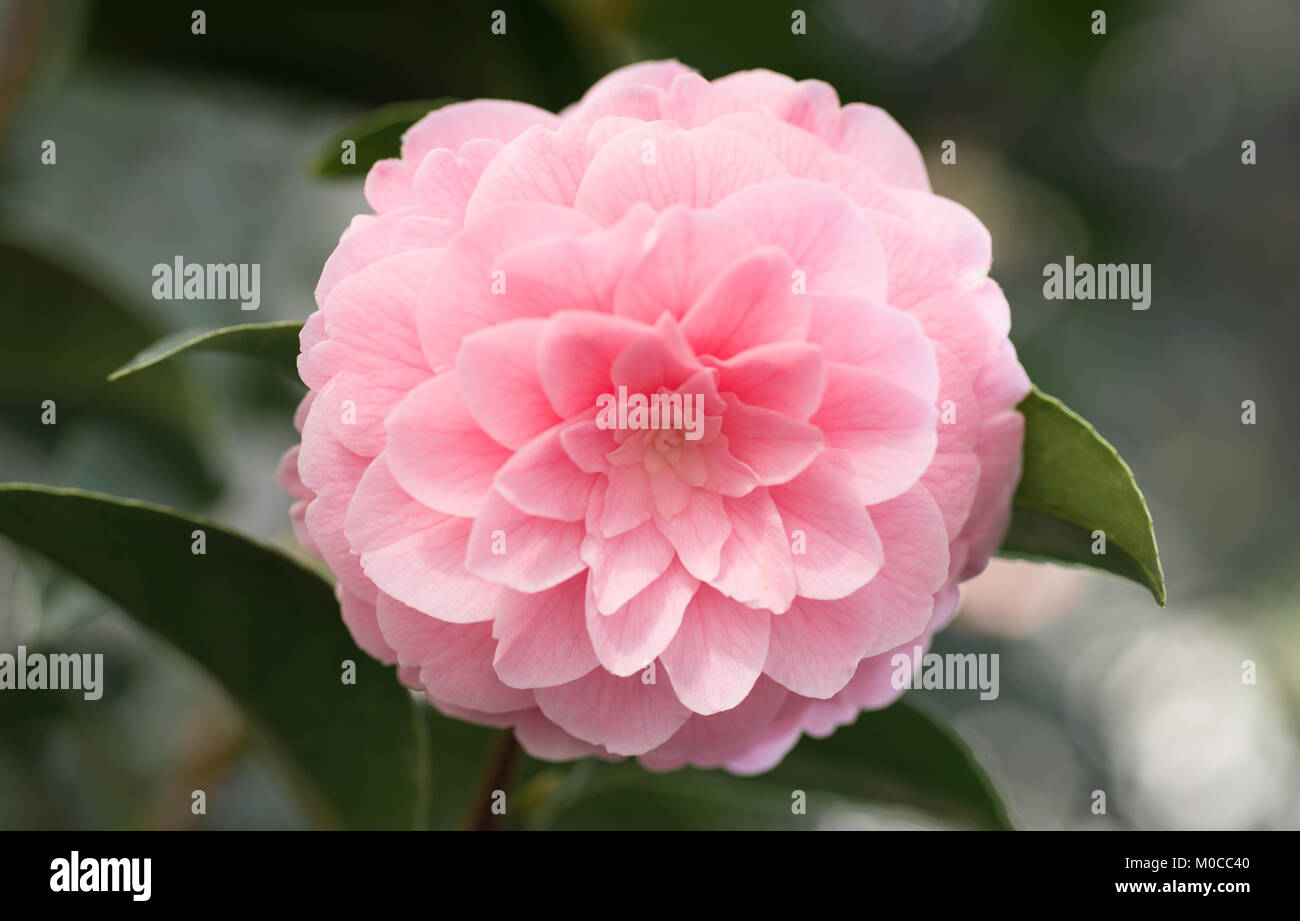 Camellia - Kamelienblüte Stock Photo