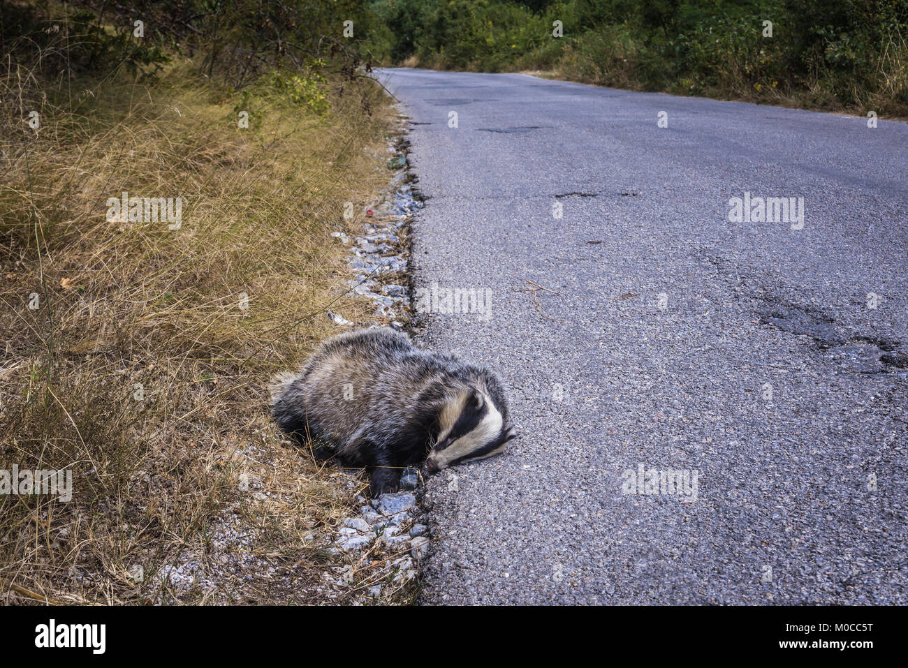 Badger killed by a car in Serbia Stock Photo