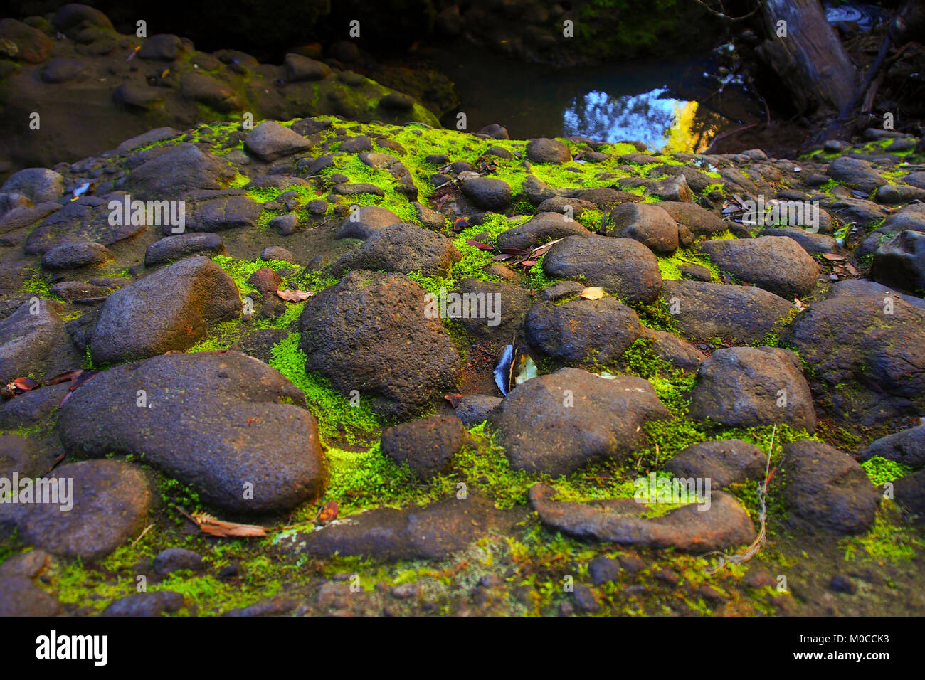 green moss growing in between rocks Stock Photo