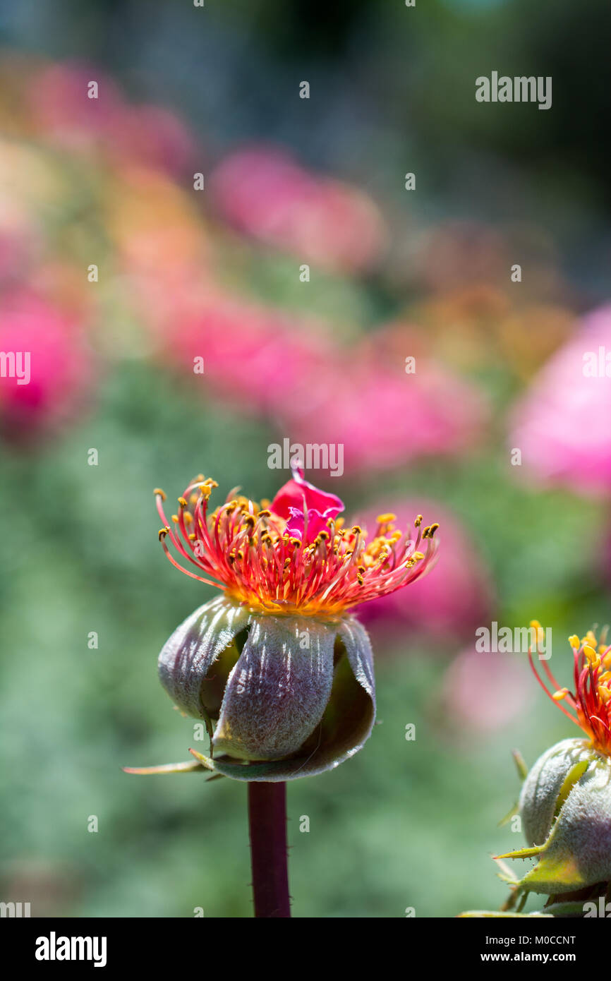 Rose flower without petals in the garden in spring Stock Photo Alamy
